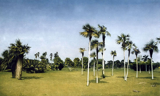 Botanical Garden (Cuba) - Havana Cuba Art Collection. Paintings by award winning Surrey artist